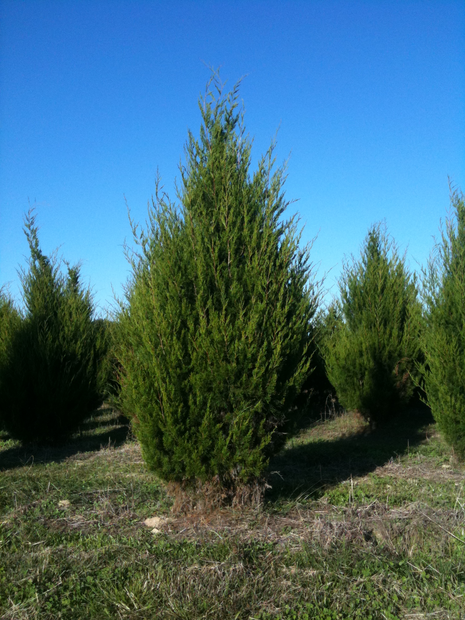 Eastern Red Cedar